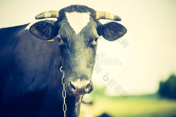 农业动物黑色牛繁殖