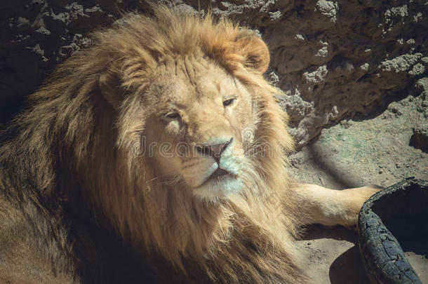 大毛茸茸的<strong>狮子躺着</strong>