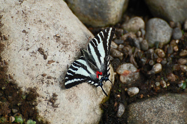 斑马燕尾蝶