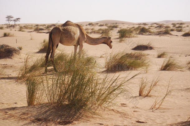 撒哈拉沙漠的甘梅尔