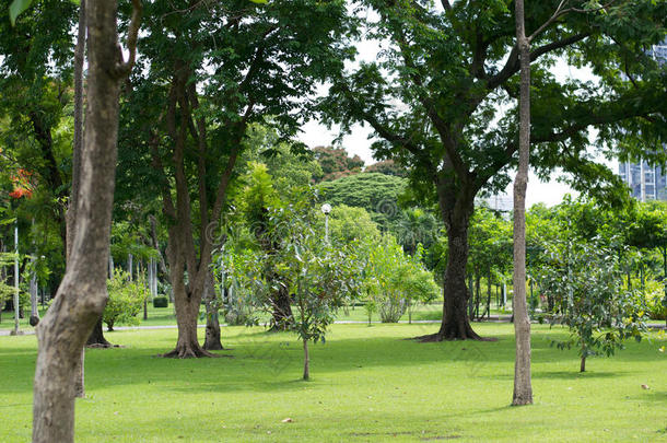 有几棵树的绿色公园。