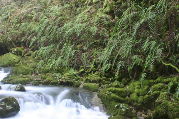 河流中的蕨类植物<strong>保护</strong>