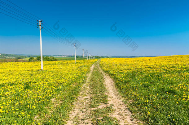 乡村公路。 草地上的黄色蒲公英(蒲公英。