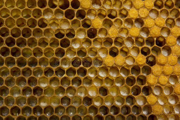 在蜂群中诞生了新的生命