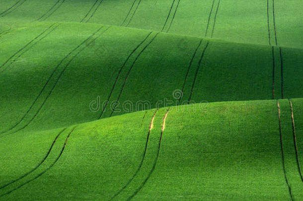 绿色天鹅绒。 绿色起伏的小麦山丘，类似于灯芯绒，线条延伸到远处。