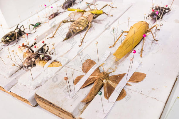 甲虫、蝴蝶、黄蜂和昆虫的收集