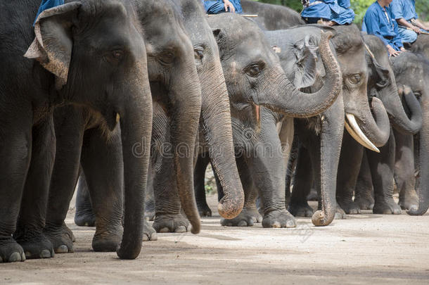 <strong>大象表演</strong>和驯象师训练。 兰邦，泰国