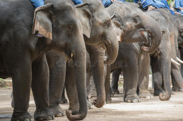 大象表演和驯象师训练。 兰邦，泰国
