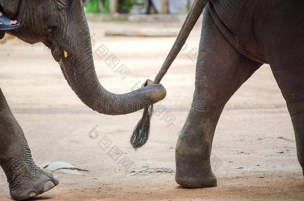 关闭大象树干，抓住另一只大象的尾巴