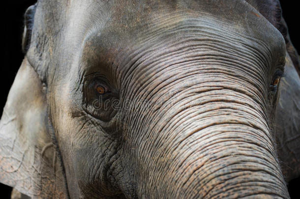 关闭亚洲象头，泰国