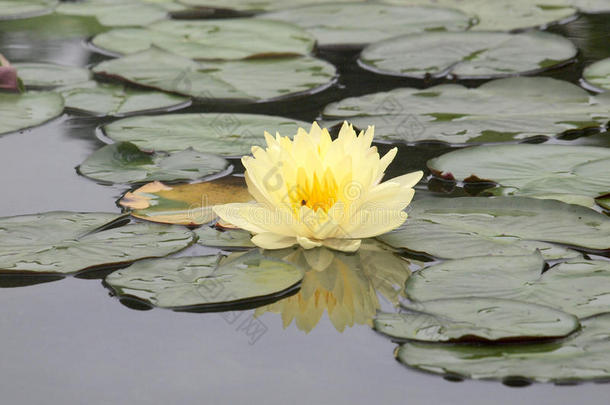 水丽地开花