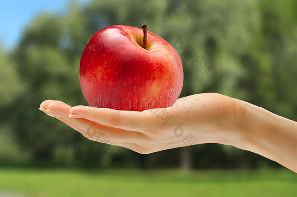红苹果母手