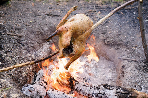 在篝火上煮一整只鸡