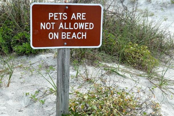 允许动物海滩棕色的特写镜头