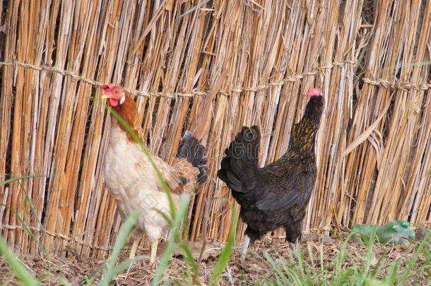 农场里的鸡，农村生活