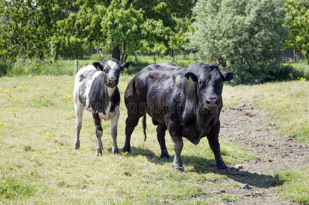 农业动物牛肉繁殖公牛