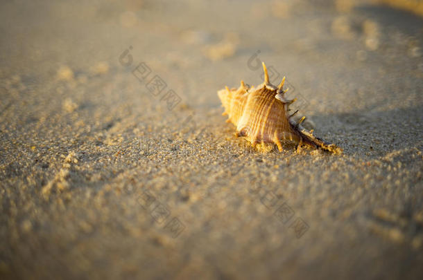 海滩棕色的蟹隐士沙