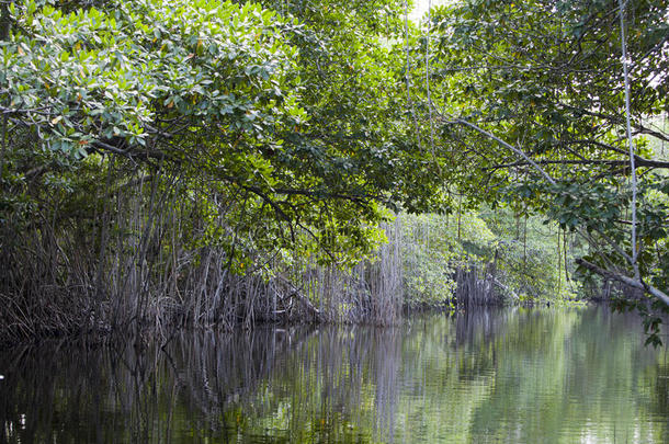 黑河上的热带灌木丛红树林。牙买加。