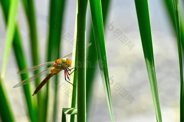 <strong>蜻蜓</strong>交感神经丛特写坐在草地上