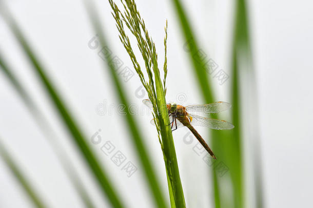 蜻蜓交感神经丛特写坐在草地上