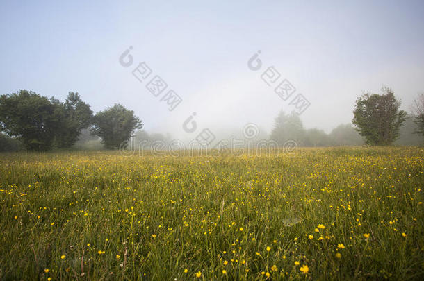 雨后的夏季草地