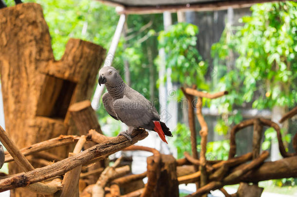 非洲灰色鹦鹉栖息在树枝上