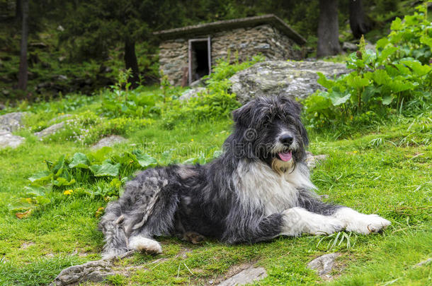 罗马尼亚米奥利特牧羊犬