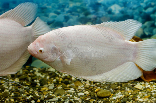 大鱼在水族馆里钓鱼