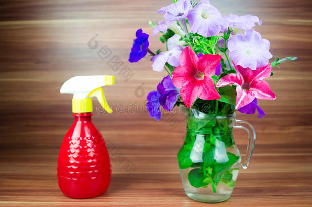 五颜六色的牵牛花开在一个玻璃水罐与浇水罐