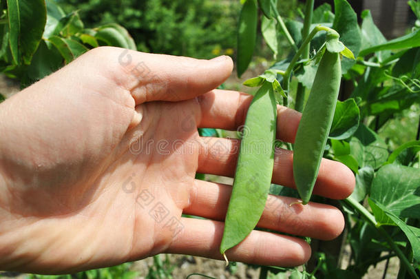 生物生物学的生态的生态绿色