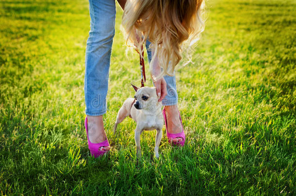可爱的吉娃娃小狗与年轻的魅力女孩漫步在绿色<strong>草</strong>坪上的日落，时尚的街道风格