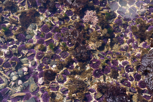 紫海胆