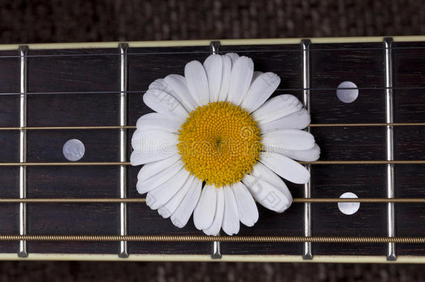 吉他和雏菊花