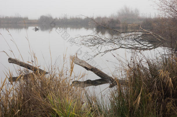 雾天的鸭子池塘