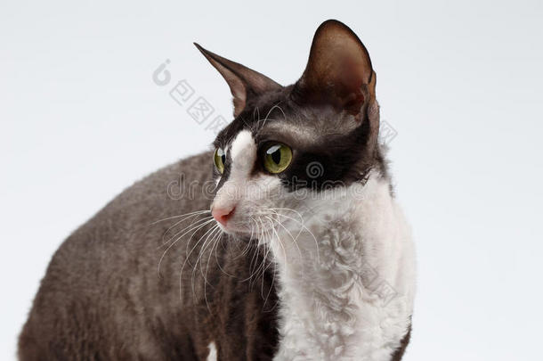 白色康尼什雷克斯猫的特写肖像