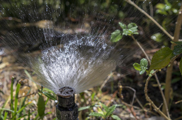 花园自动灌溉系统喷水器。