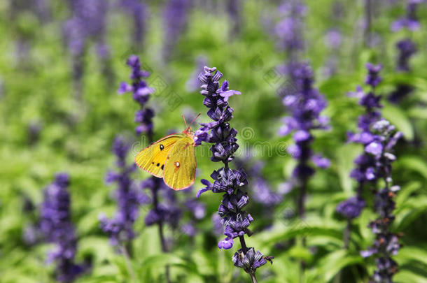 一只蝴蝶停留在紫色的花朵上