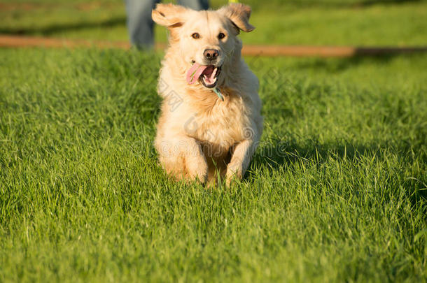 金毛猎犬<strong>飞奔</strong>而去