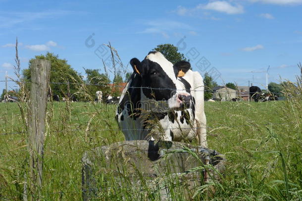 草地上的黑白母牛