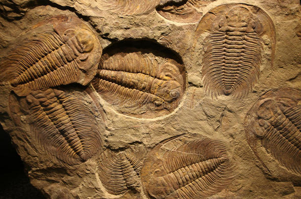化石三叶虫印在沉积物中。