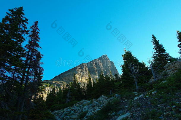 阿尔卑斯山生物群系悬崖针叶树生态系统