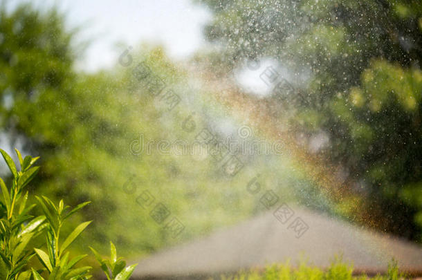 浇水后花园里夏天的颜色。 彩虹