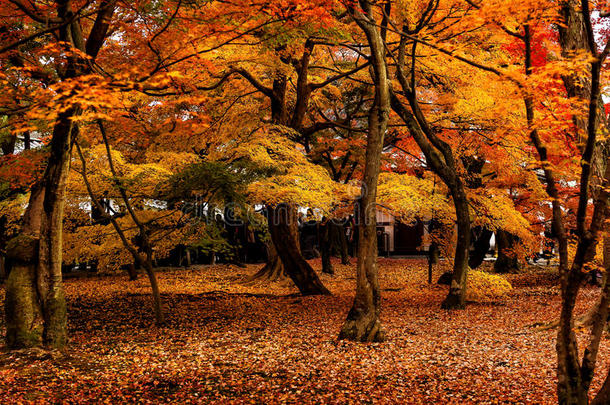 京都秋