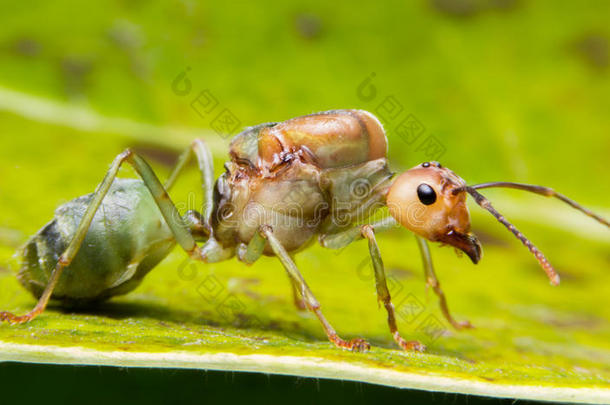 黄色绿色背景上的蚂蚁<strong>皇后</strong>