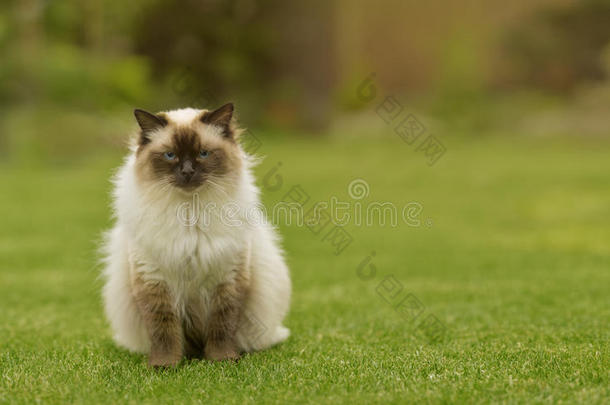 可爱的布娃娃小猫，蓝色的眼睛直坐在花园里的草地上