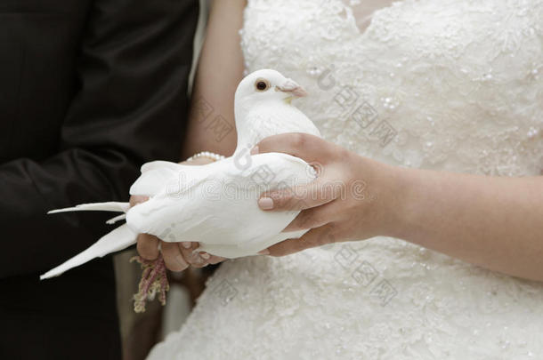 白鸽新娘