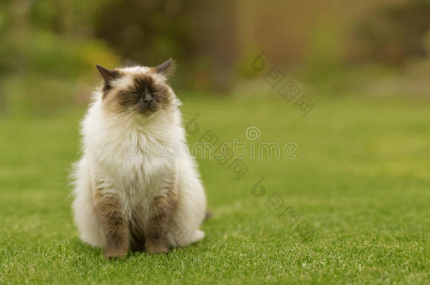 可爱的<strong>布娃娃</strong>小猫，蓝色的眼睛直坐在花园里的草地上