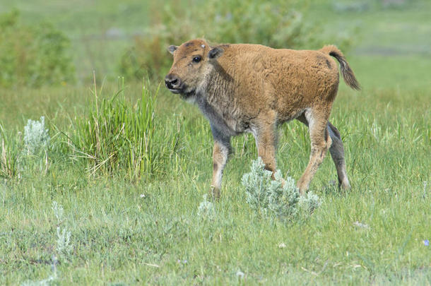 野牛宝宝穿过绿色的草地。
