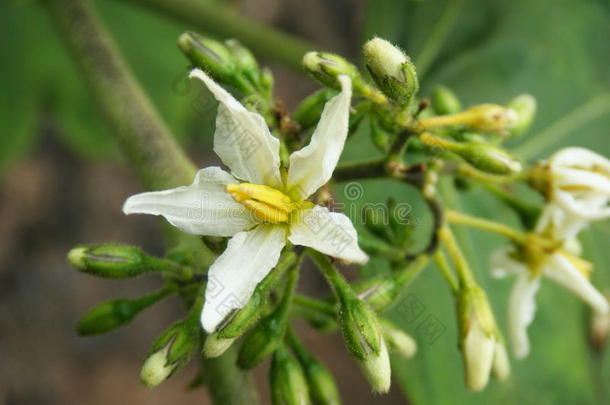 豌豆茄子花