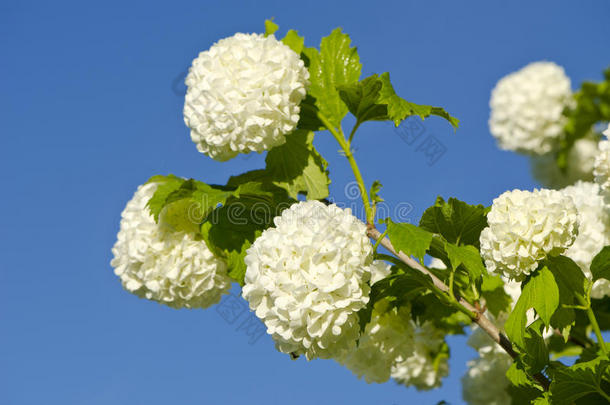 美丽的银耳玫瑰雪球树（银耳）开花